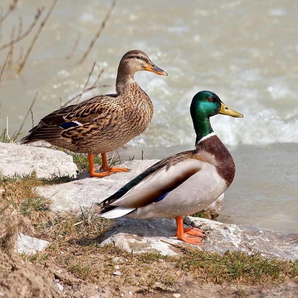 Кряква — This picture was realized by Richard Bartz by using a Canon , CC BY-SA 2.5