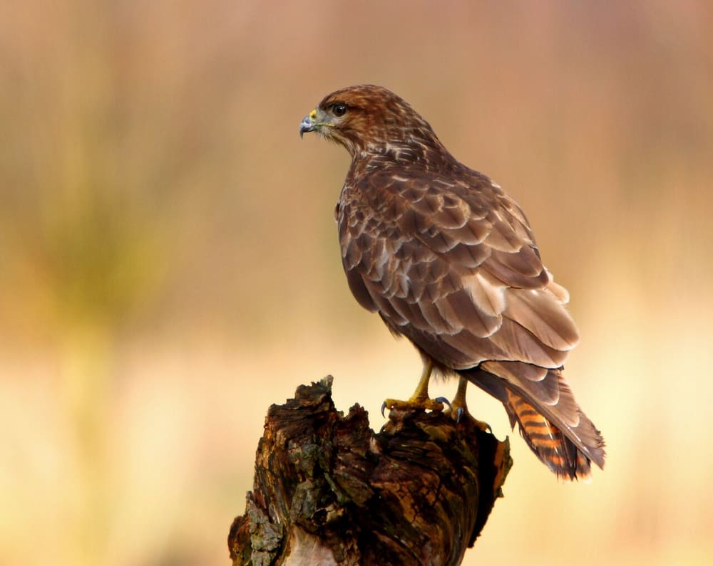 Канюк — Bouke ten Cate