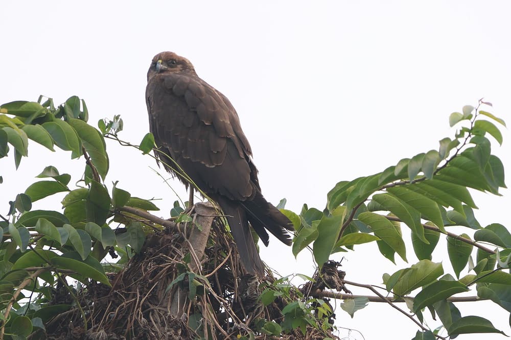 Болотный лунь — Dinesh Valke from Thane, India