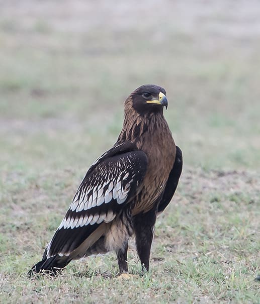 Большой подорлик — Koshy Koshy, CC BY 2.0