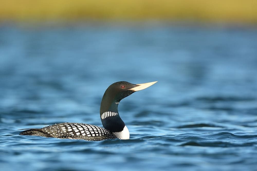 Белоклювая гагара — Ryan Askren USGS, Alaska Science Center, Public domain