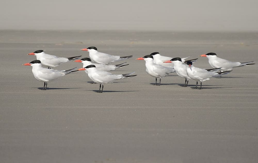 Чергава — Vickie J Anderson, http://www.wildlifeimagesupclose.com