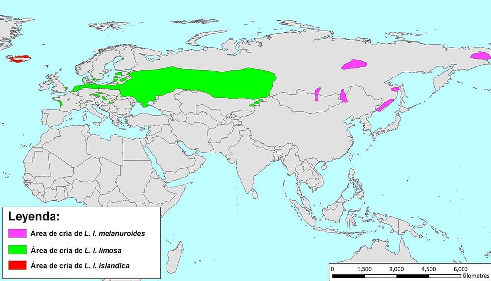 Большой веретенник — Onioram